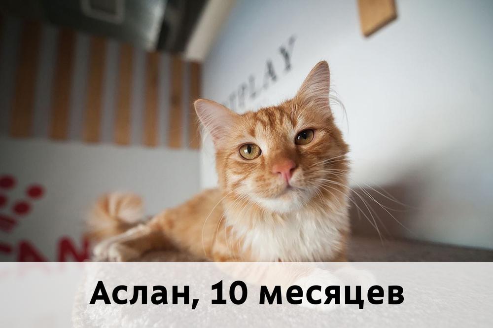 Коты участники МОСКВА