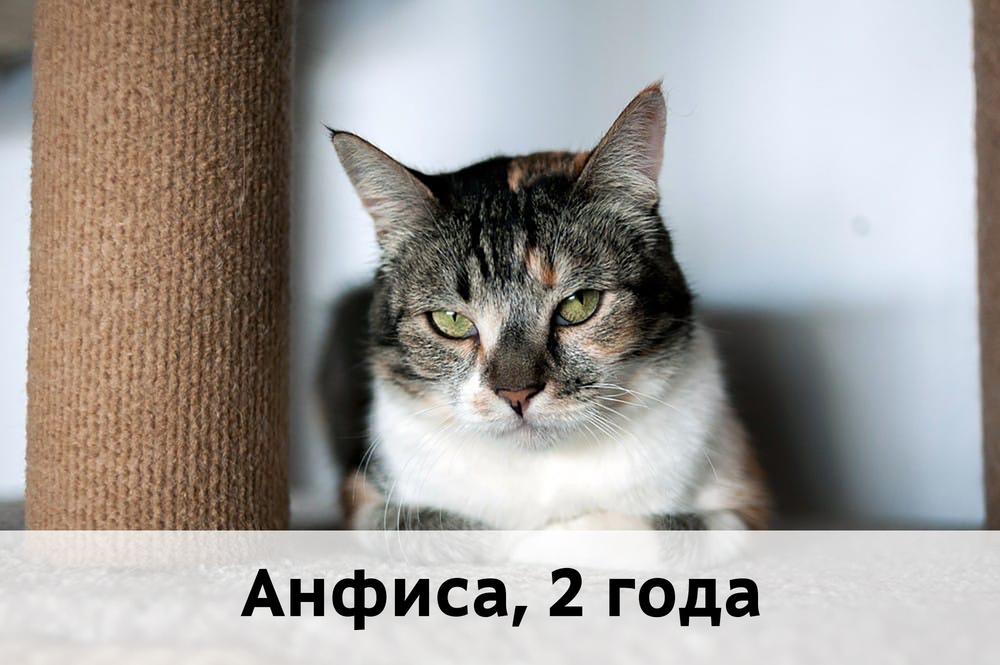 Коты участники МОСКВА
