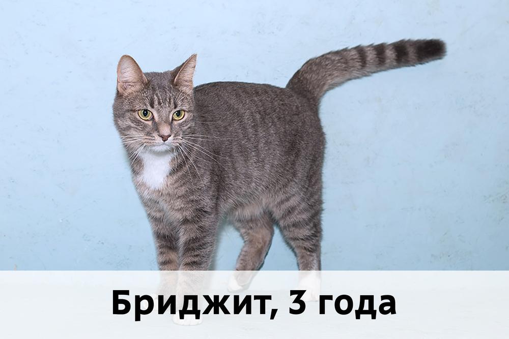 Коты участники МОСКВА