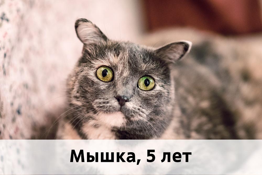 Коты участники МОСКВА