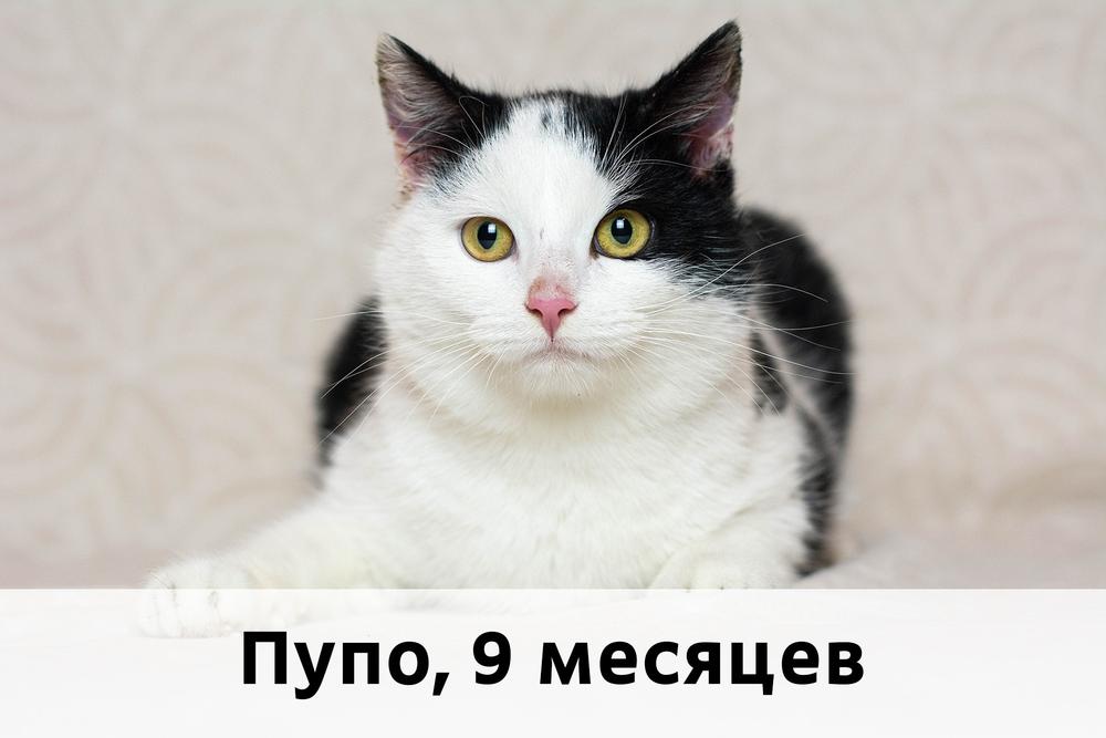 Коты участники МОСКВА