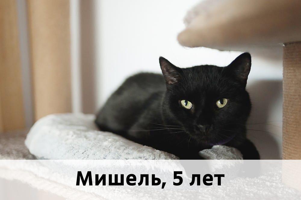 Коты участники МОСКВА