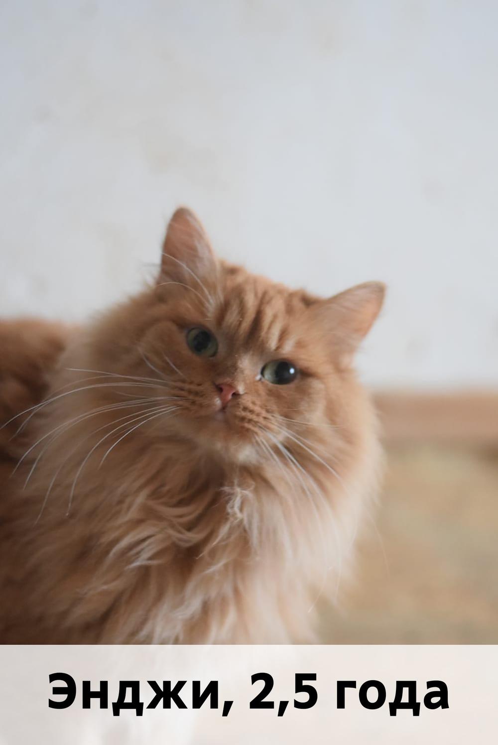 Коты участники МОСКВА