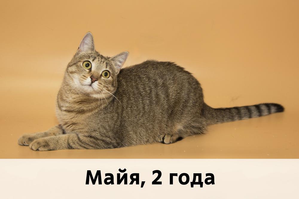 Коты участники МОСКВА