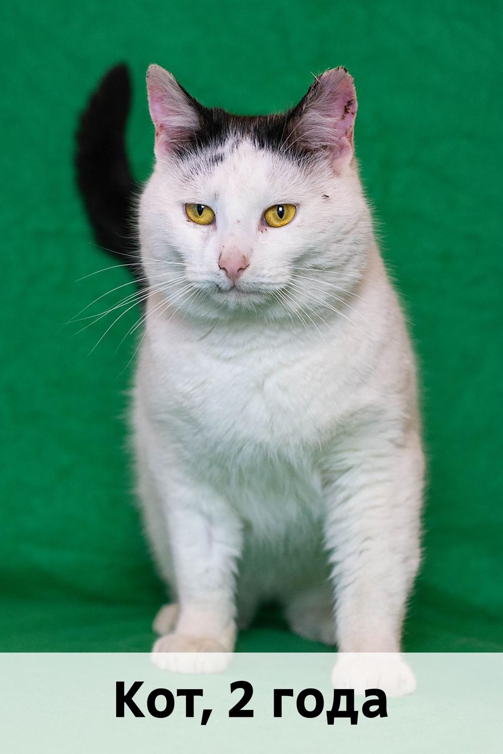 Коты участники МОСКВА