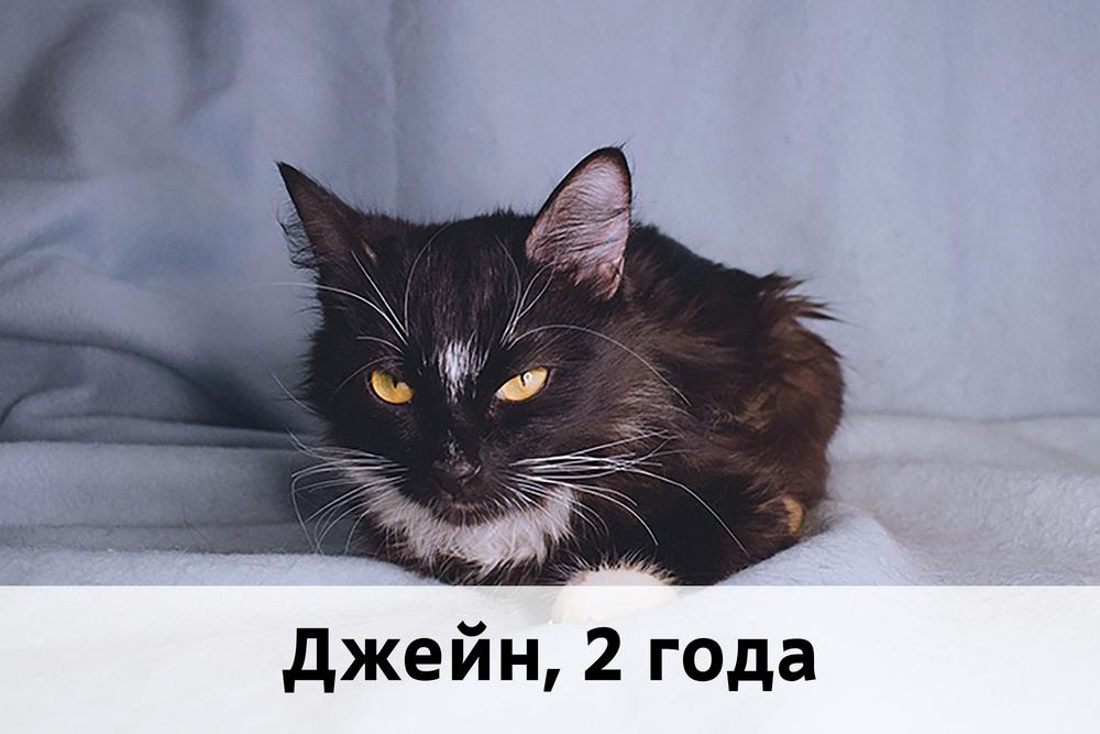 Коты участники МОСКВА