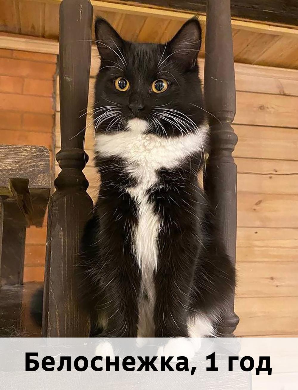 Коты участники МОСКВА