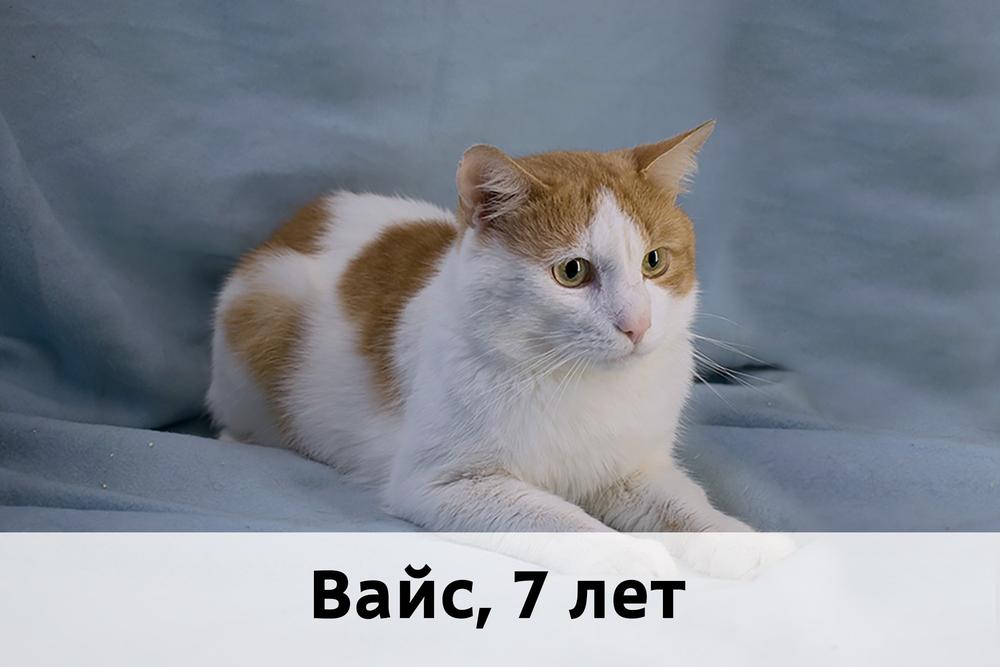 Коты участники МОСКВА