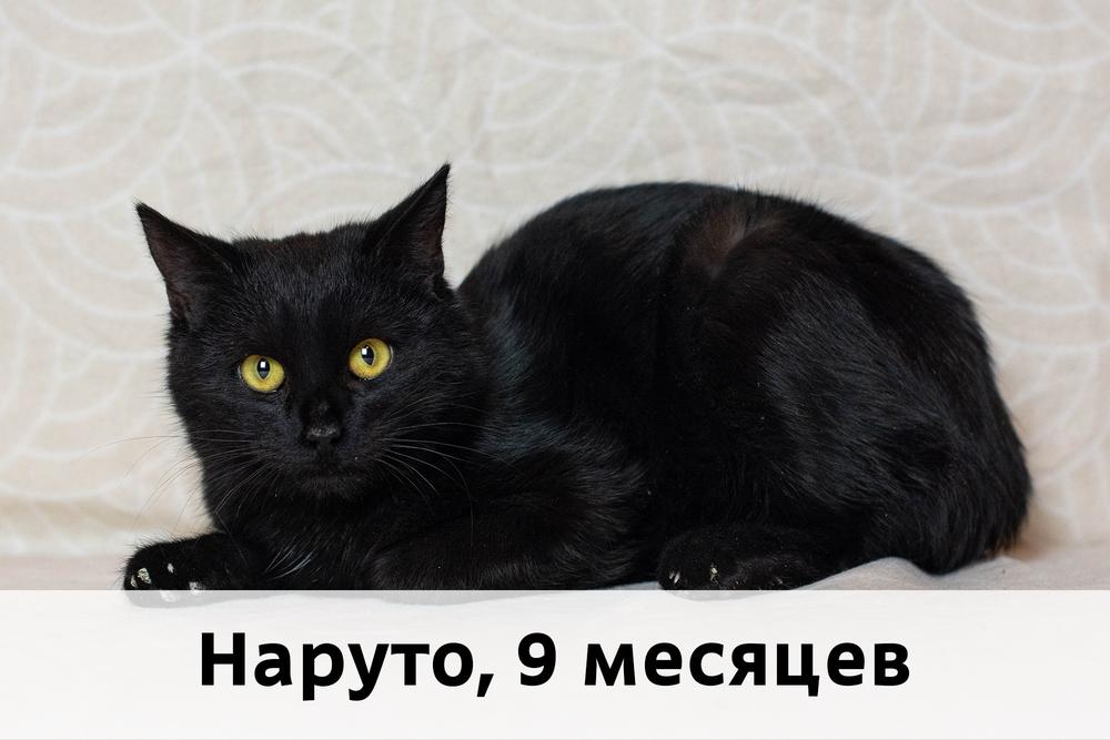 Коты участники МОСКВА