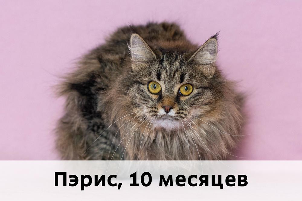 Коты участники МОСКВА