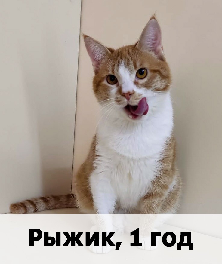 Коты участники МОСКВА