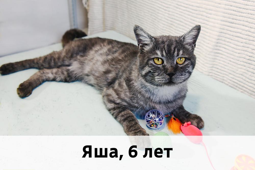 Коты участники МОСКВА
