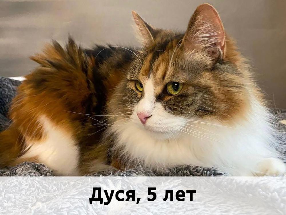 Коты участники МОСКВА