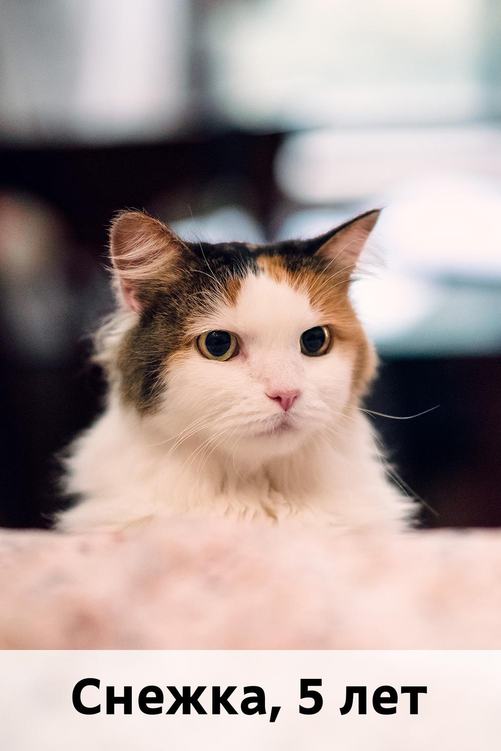 Коты участники МОСКВА