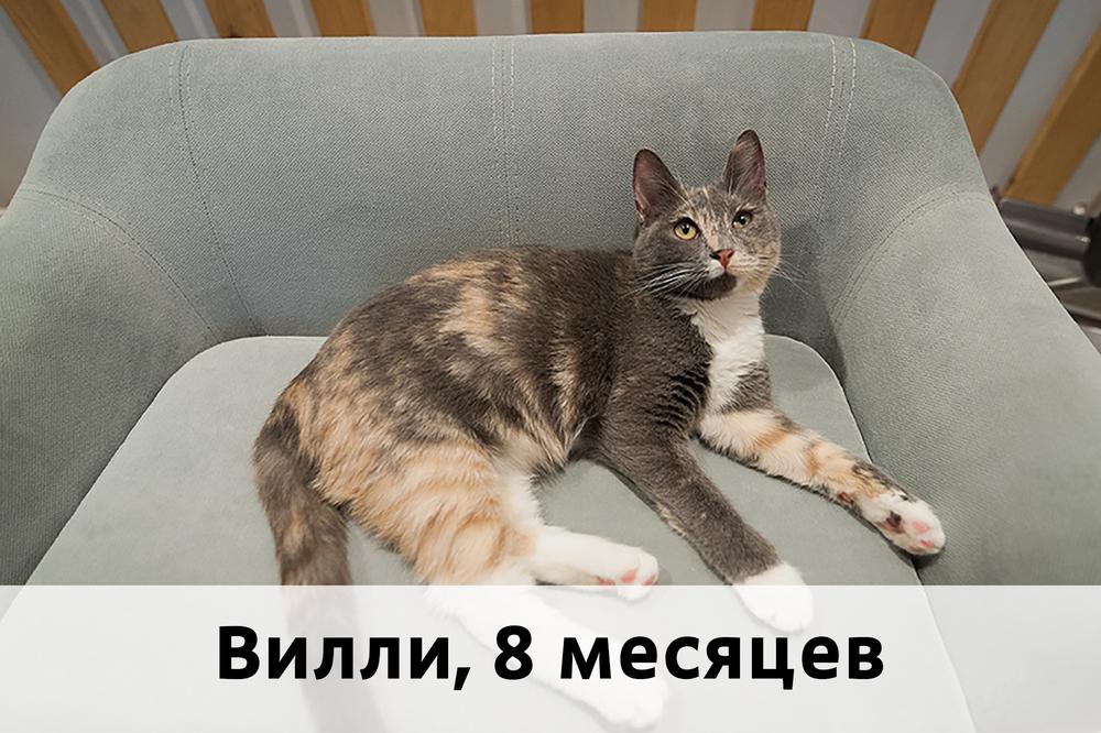 Коты участники МОСКВА