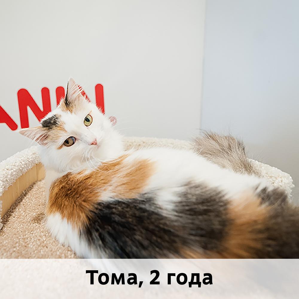 Коты участники МОСКВА