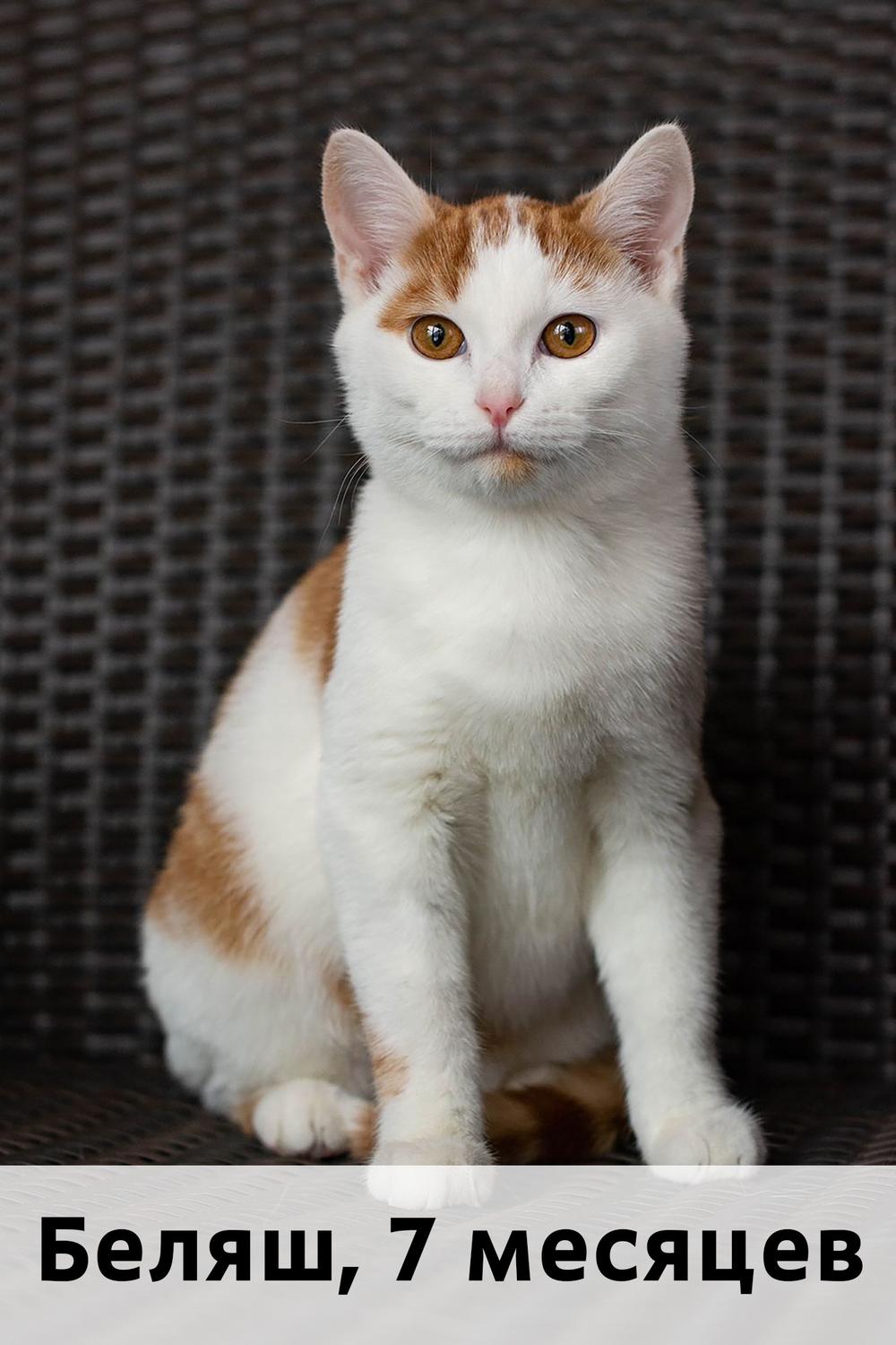 Коты участники МОСКВА