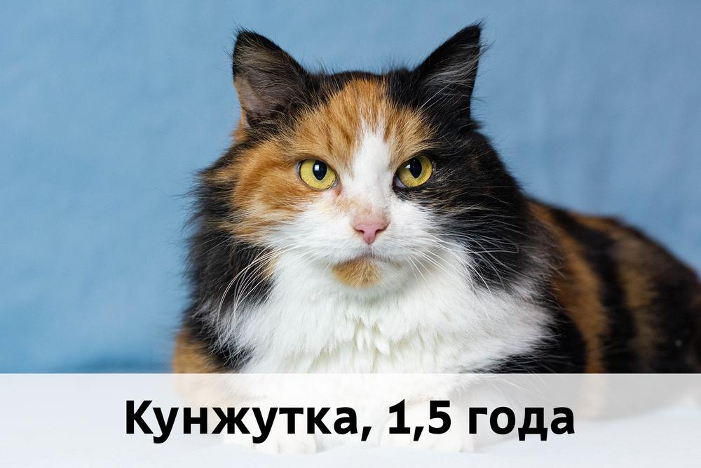 Коты участники МОСКВА
