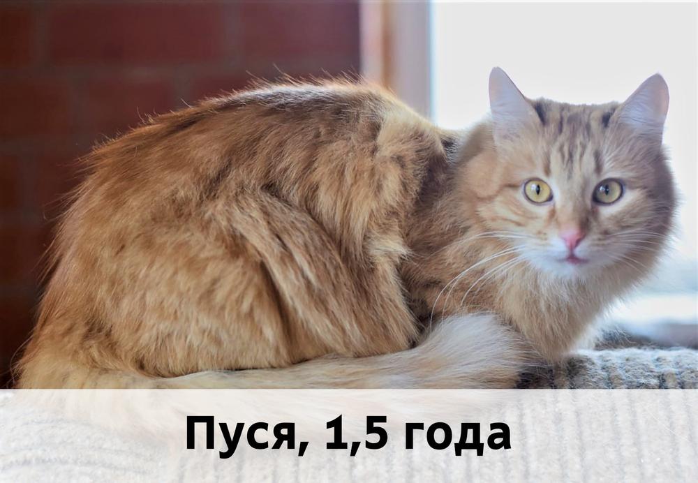 Коты участники МОСКВА