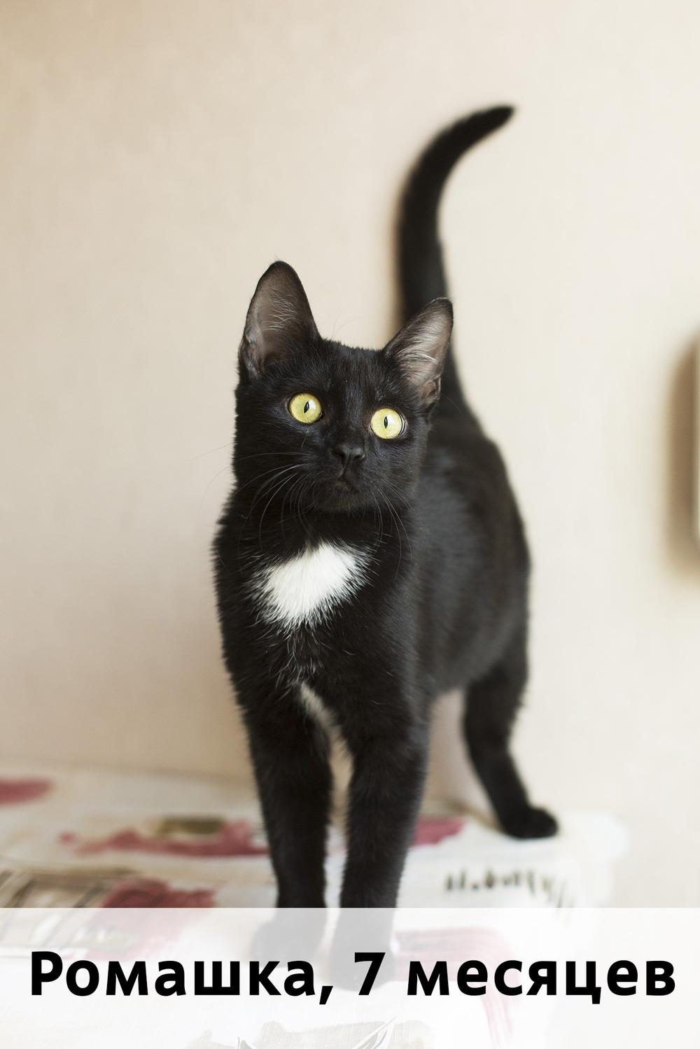 Коты участники МОСКВА