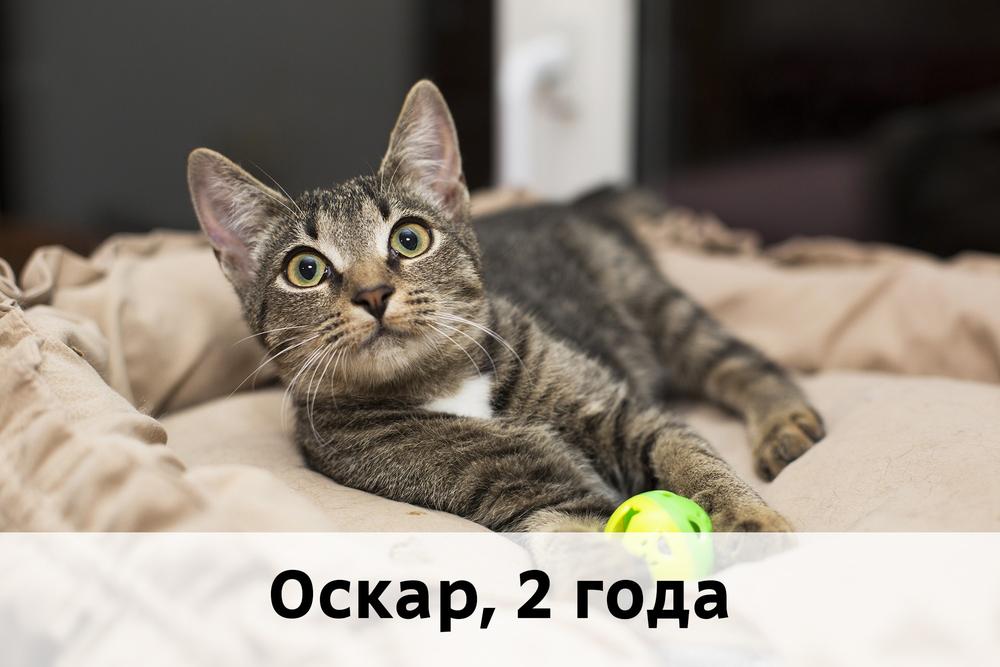 Коты участники МОСКВА
