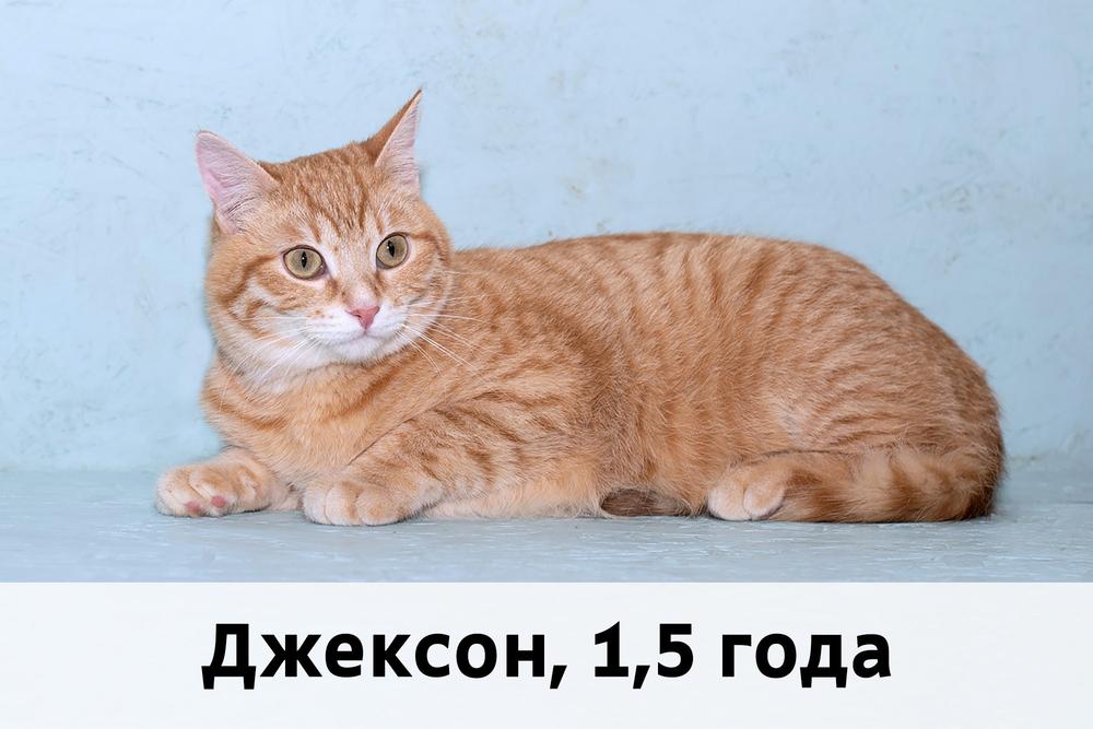 Коты участники МОСКВА