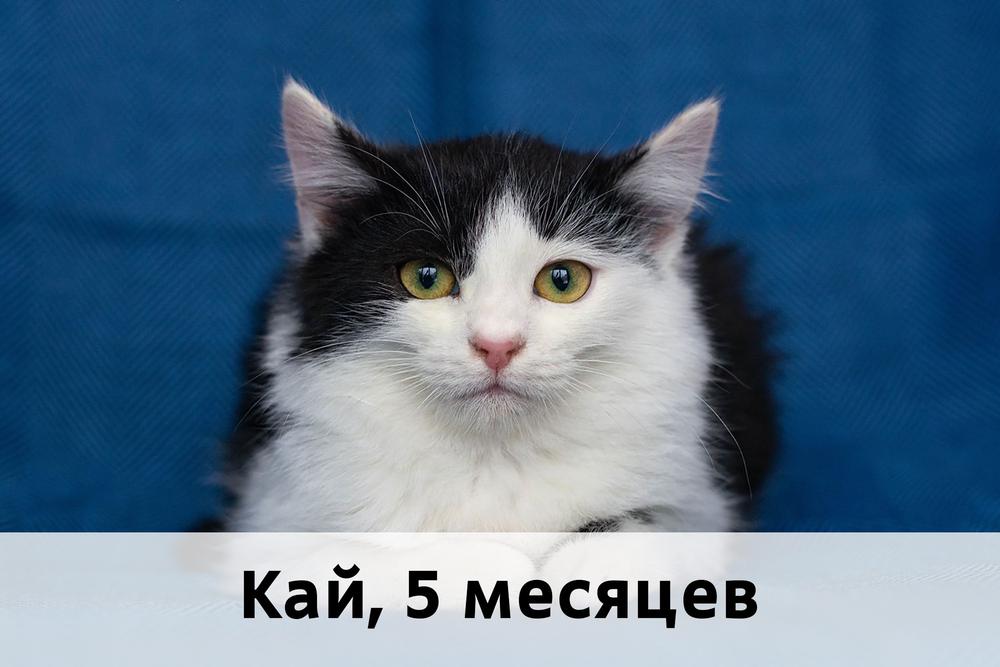 Коты участники МОСКВА