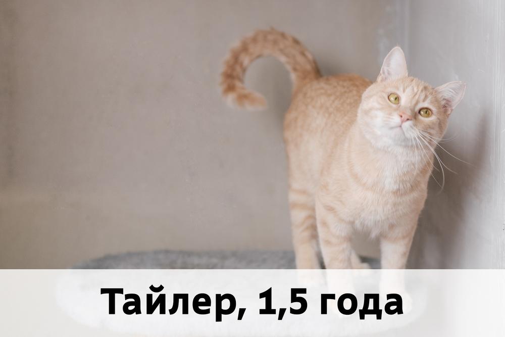 Коты участники МОСКВА