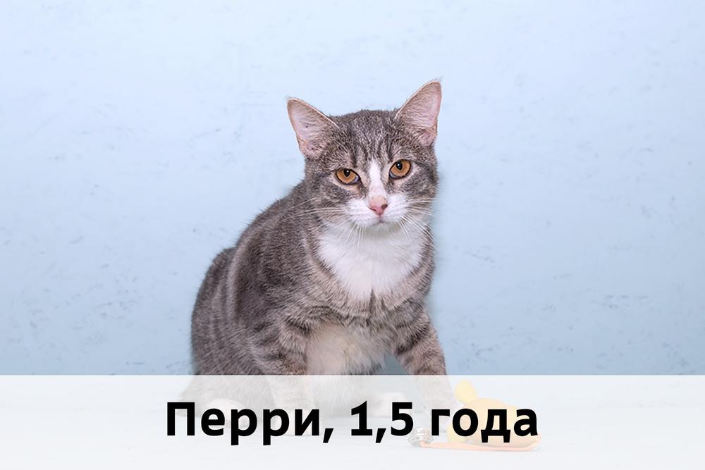 Коты участники МОСКВА