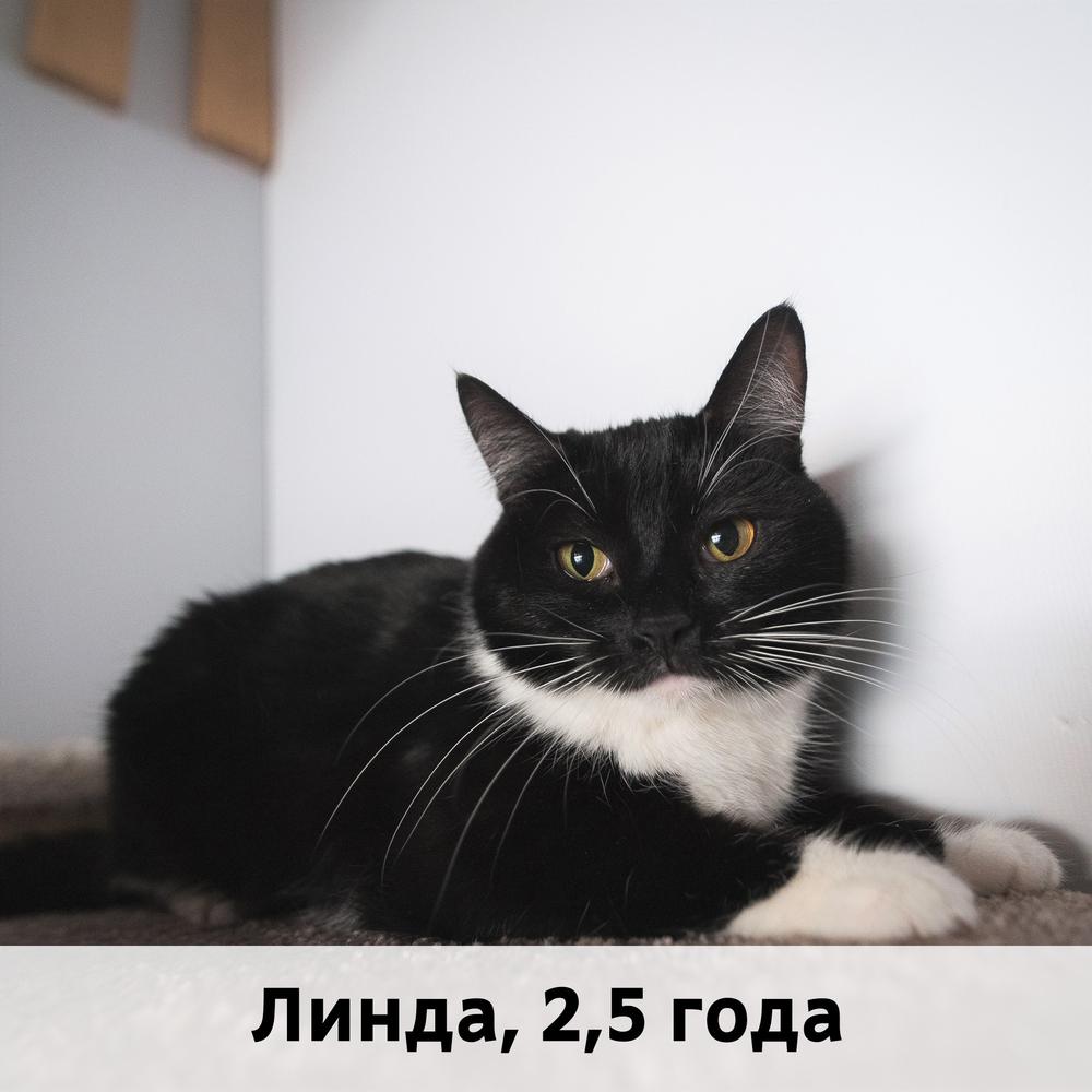 Коты участники МОСКВА