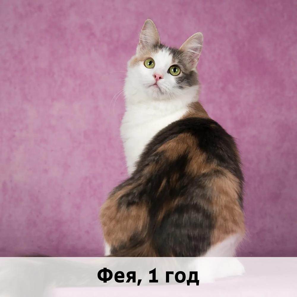 Коты участники МОСКВА