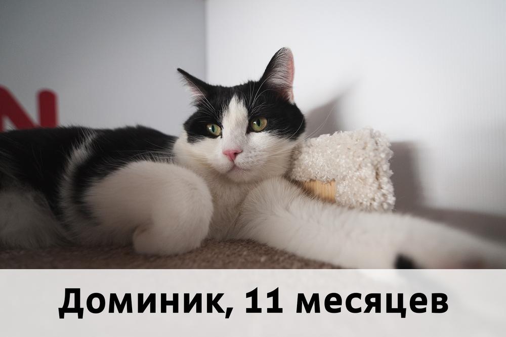 Коты участники МОСКВА