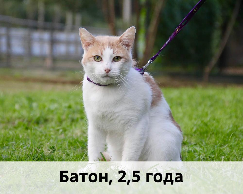 Коты участники МОСКВА