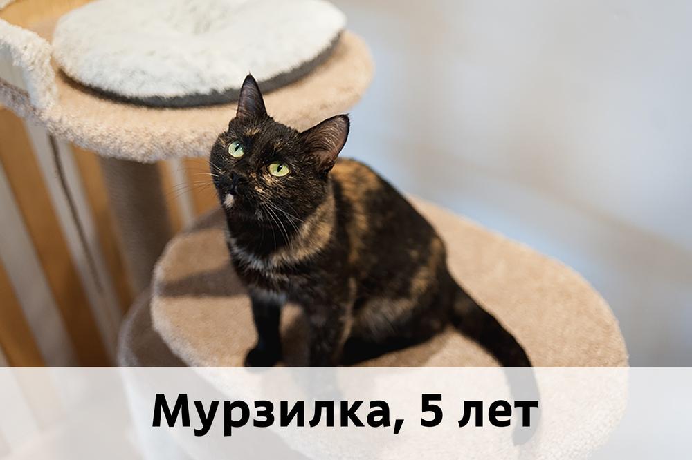 Коты участники МОСКВА