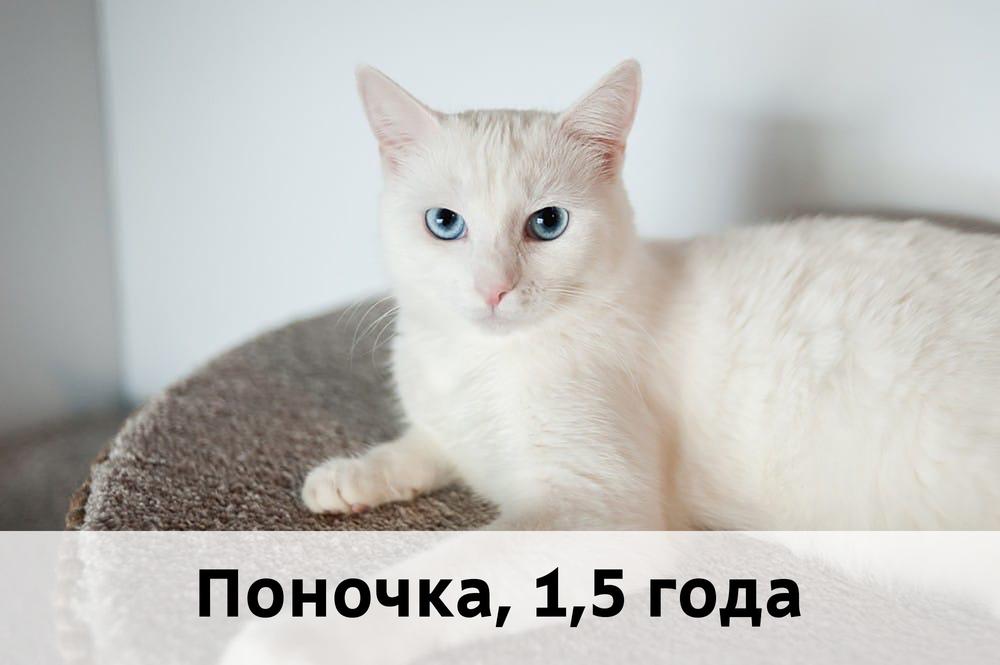 Коты участники МОСКВА
