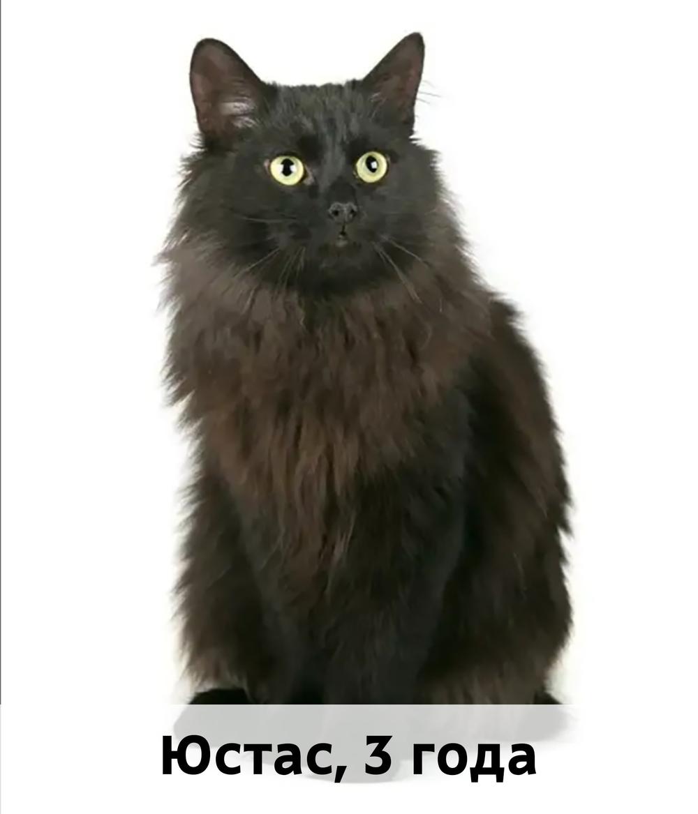 Коты участники МОСКВА