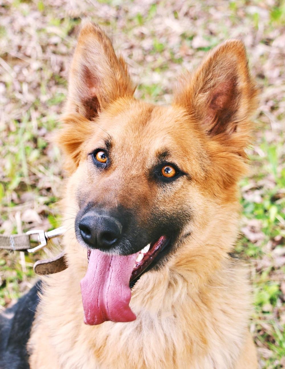 Липа