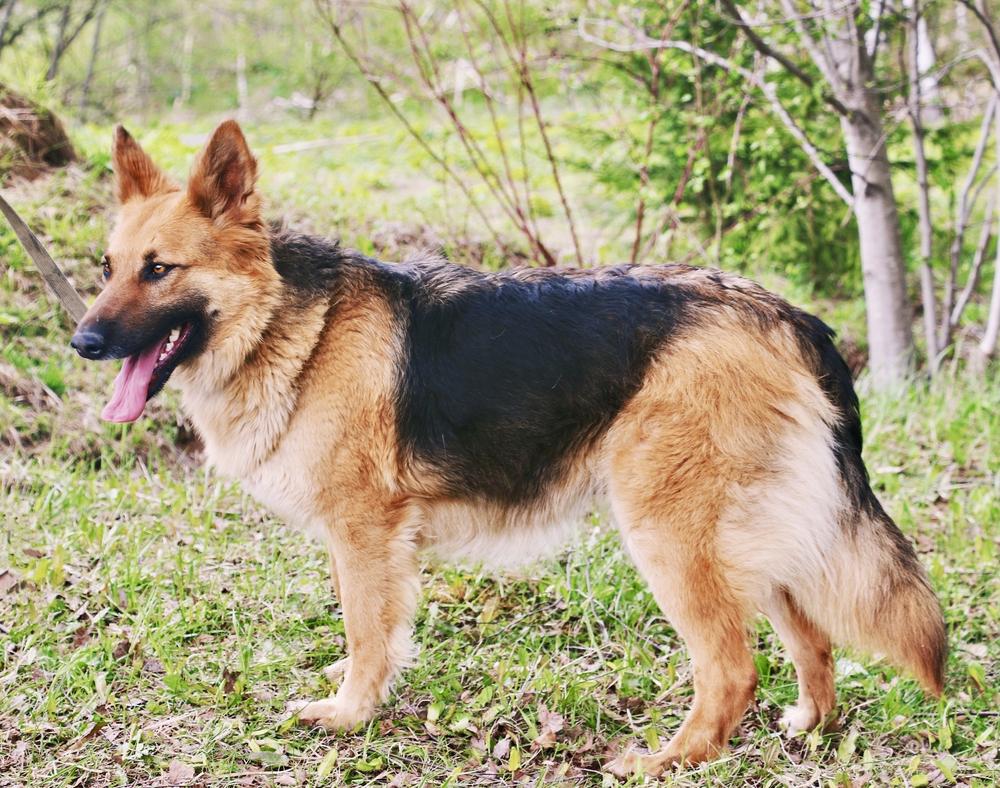 Липа