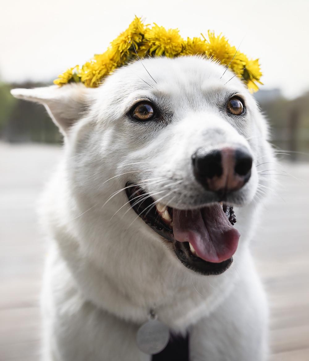 Халва