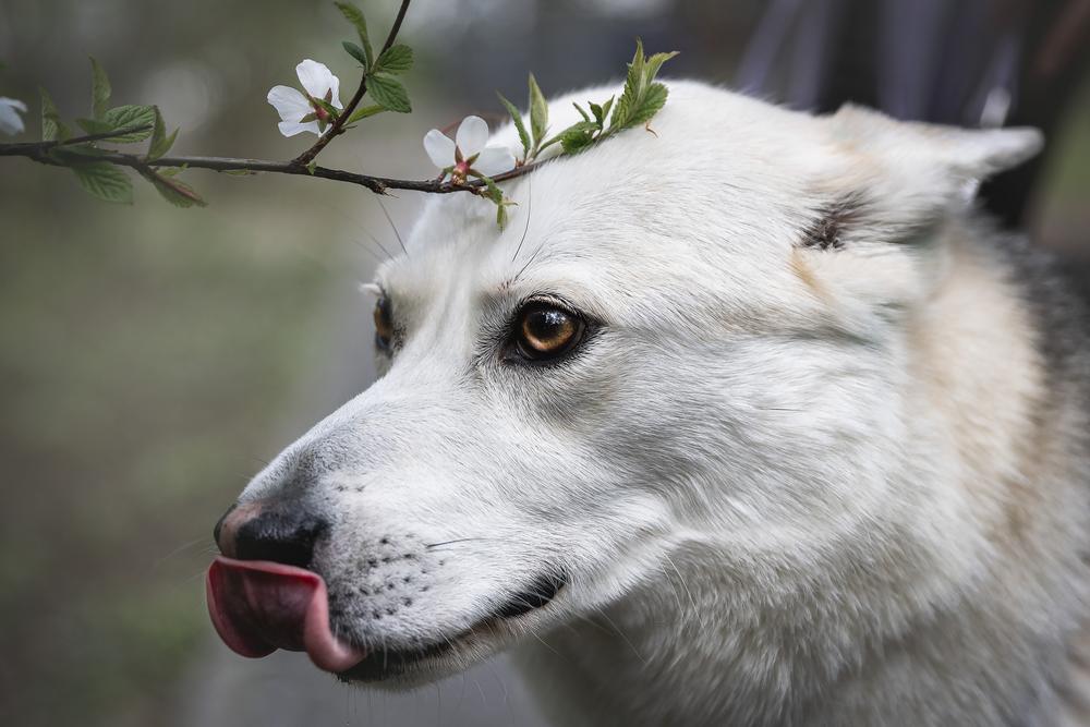 Халва