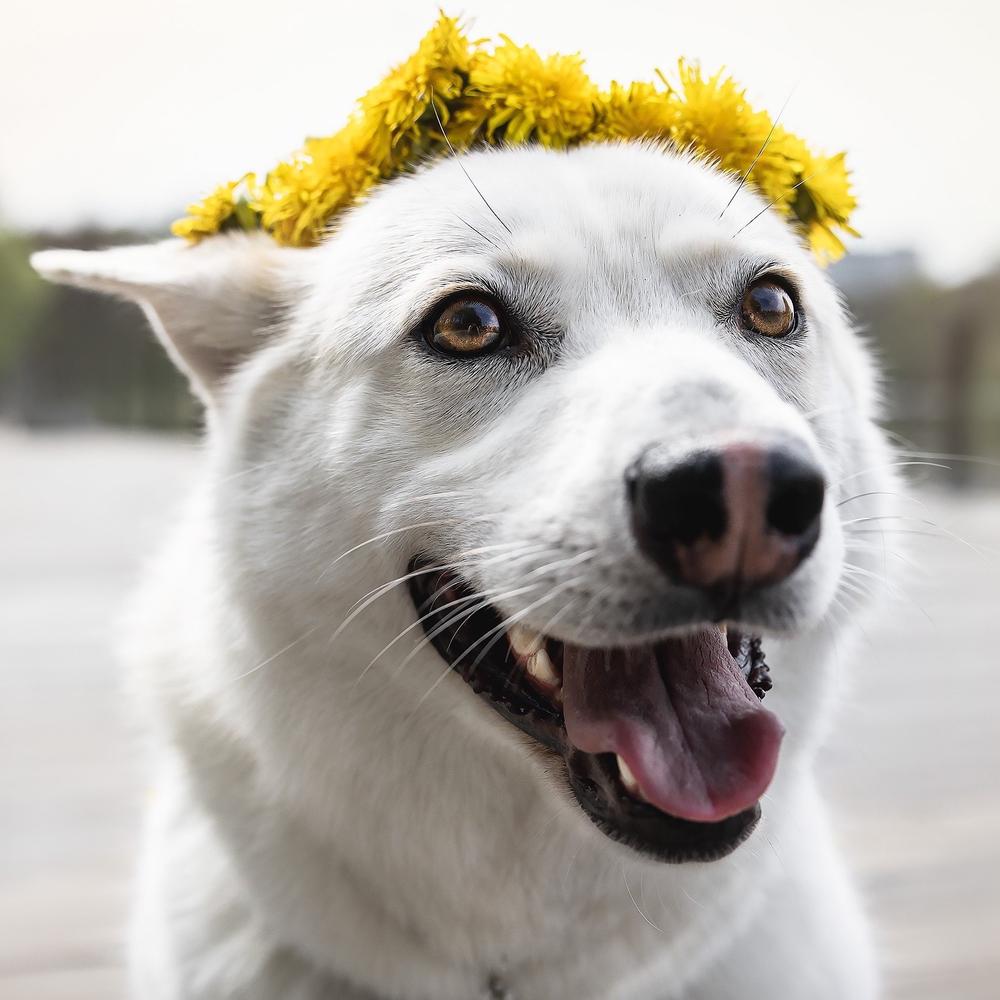 Халва
