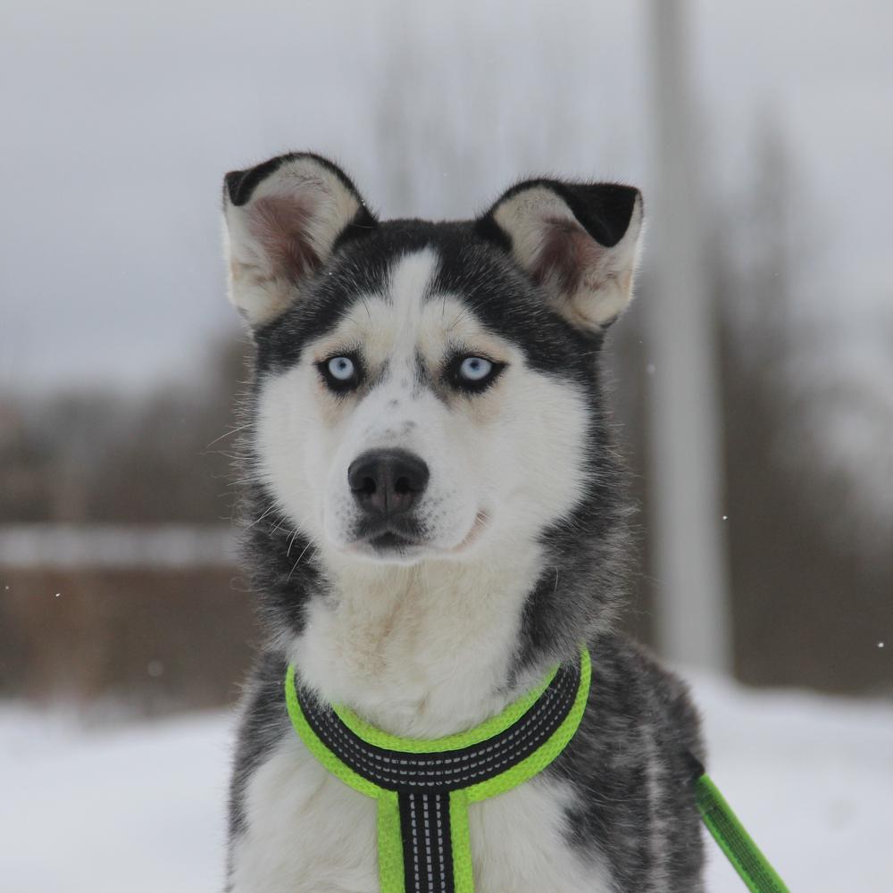 Мохито