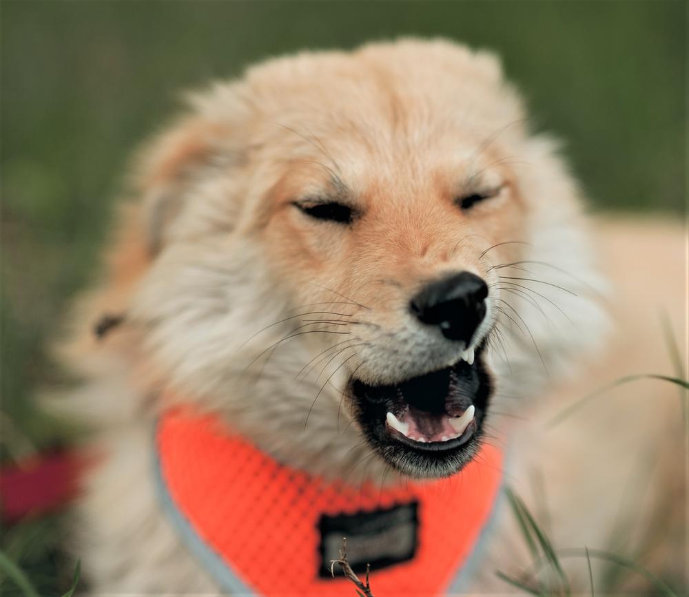 Мёд