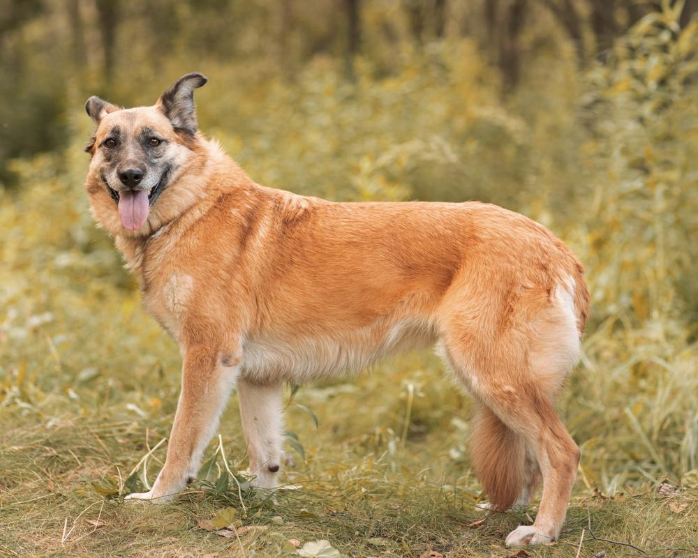 Тина