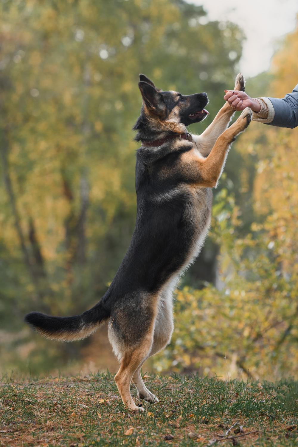 Молли