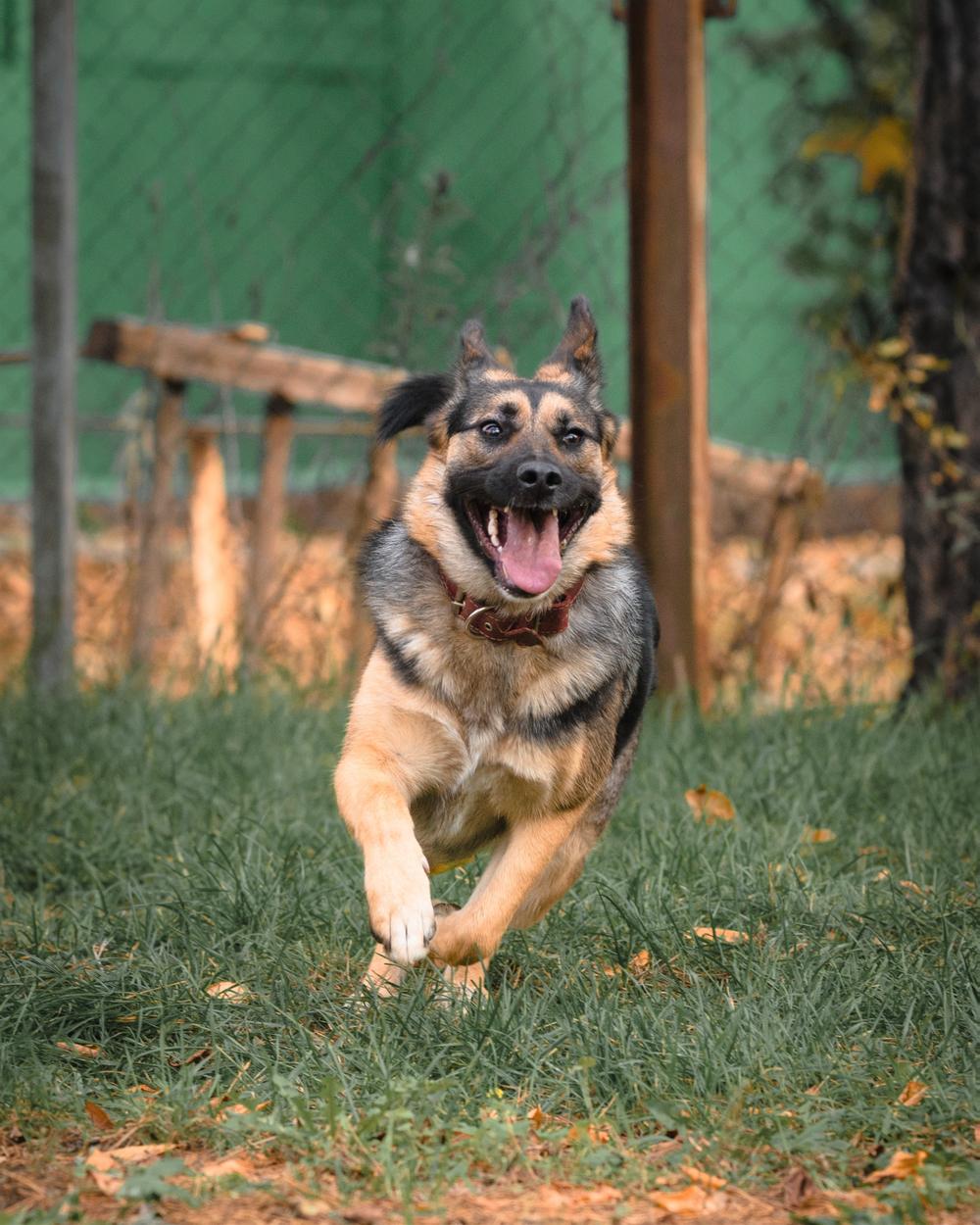 Молли