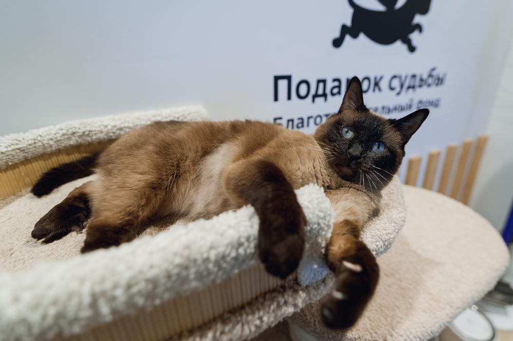 Дафна