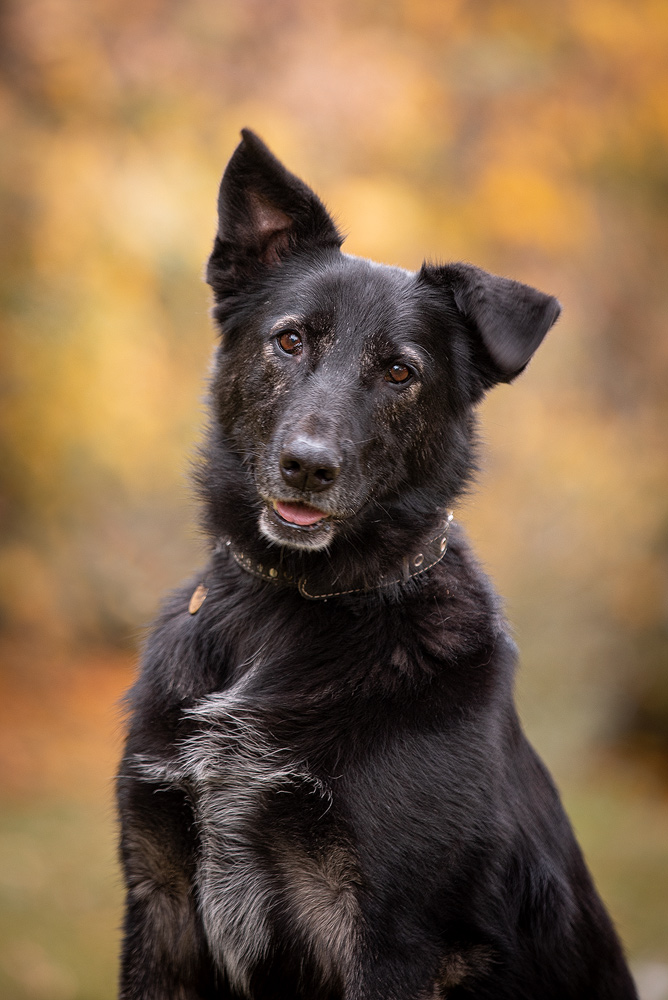 Лима