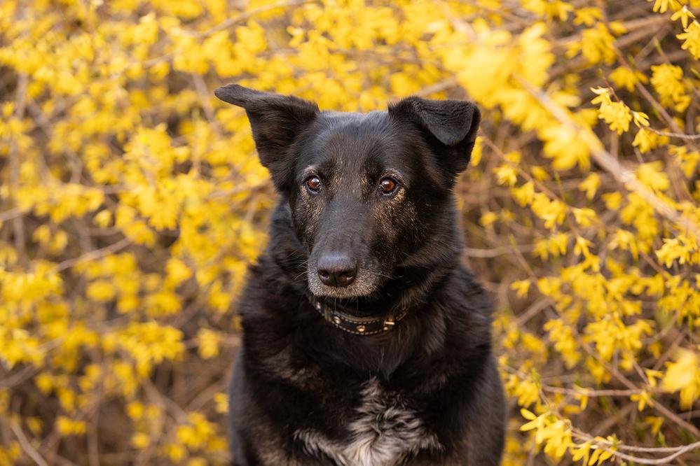 Лима