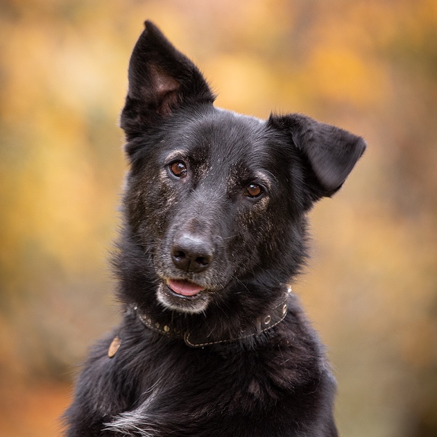 Лима